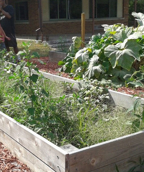 Photo of plants growing in a raised garden bed